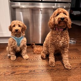 Goldendoodle and Shih Tzu Puppies from Shihtzuandoodlenc.LLC