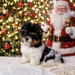 AKC Teddy 2150 - Black tan and white male Biewer Terrier puppy in Douglas, Georgia from South Georgia Yorkies and Biewers