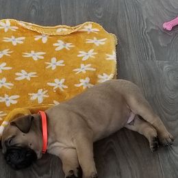 Bullmastiff Puppies from Faulkner Bullmastiffs