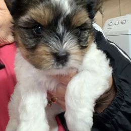 Little rocky 2000 - Black tan and white male Biewer Terrier puppy in Douglas, Georgia from Southern Georgia Yorkies and biewers