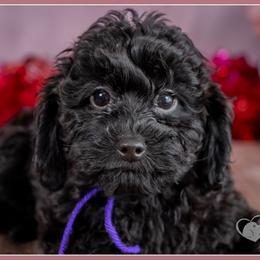 Jane - Black female Cockapoo puppy in Connersville, Indiana from Deaz Doodle Ranch