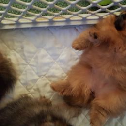 Pomeranian Puppies from Legenz Pomeranians