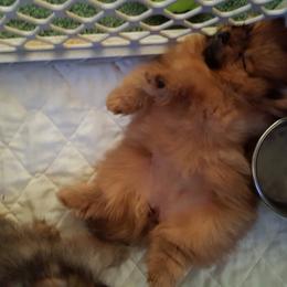 Pomeranian Puppies from Legenz Pomeranians