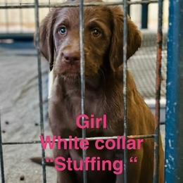STUFFING - Chocolate female Labradoodle puppy in Franklinton, North Carolina from Green Acres Labradors