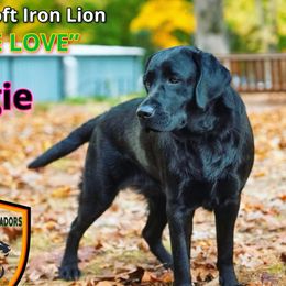 Maggie - Labrador Retriever