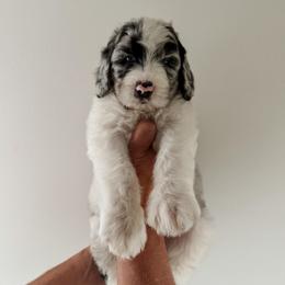 Stuart - Blue merle and white male Sheepadoodle puppy in Wabash, Indiana from DOODCompany