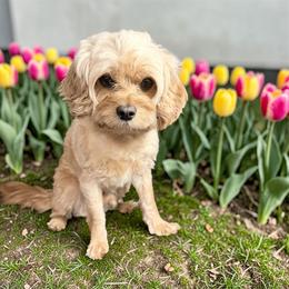 Lumber - Cavapoo