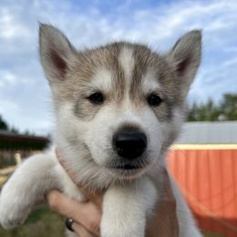 Valor - Gray and white male Siberian Husky puppy in Yelm, Washington from KPM Siberians
