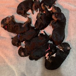 Bernedoodle Puppies from Sun Dog, Port Angeles