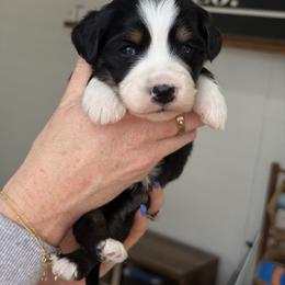 Reign - female Australian Mountain Doodle puppy in Spanish Fork, Utah from Little Puppy Co.
