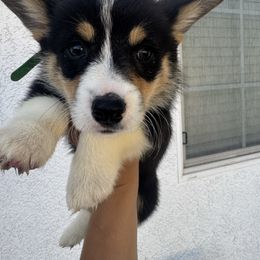 Greenie - Black and tan male Pembroke Welsh Corgi puppy in Chowchilla, California from CalValley Kennels