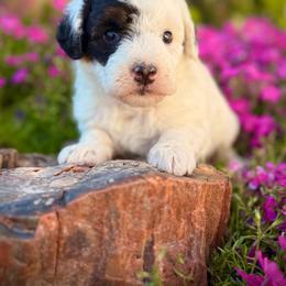 Beth - Black and white female Assorted Doodle Crosses puppy in Ohio from Holley Doodles