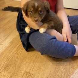 Miniature Australian Shepherd and Toy Australian Shepherd Puppies from Cherry Grove Kennel