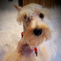 Trump - Miniature Schnauzer