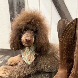 Hazel - Poodle