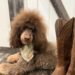 Hazel - Poodle