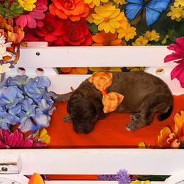 Orange - Brown male Poodle puppy in Houma, Louisiana from Smart Azz Poodles