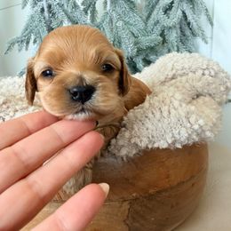 Millie - Red female Cockapoo puppy in Preston, Idaho from Rocking JH Pup Co