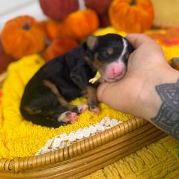 Fable - Tri-color female Bernedoodle puppy in Fort Myers, Florida from Little Golden Farm