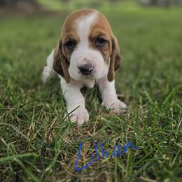 Basset Hound Puppies from Fisher's Couch Hounds
