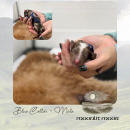 Moonlit Moor - Blue Collar - Merle male Goldendoodle puppy in Garland, Texas from Twilight Doodles