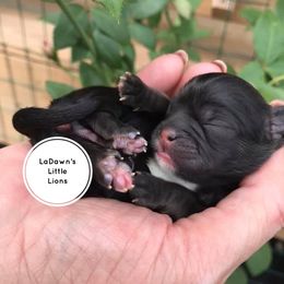 Shih Tzu Puppies from LaDawn’s Little Lions