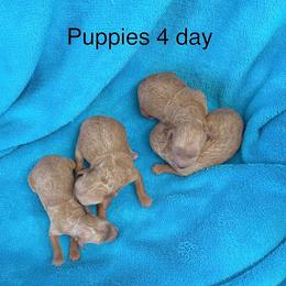 Poodle Puppies from Canyon Spring Ranch Poodles