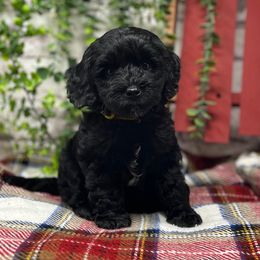 Gingerbread - Black and chalk female Australian Labradoodle puppy in Brush Prairie, Washington from Fancy Pants Labradoodles