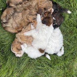 Goldendoodle and Havapoo Puppies from Lady Paws Puppies