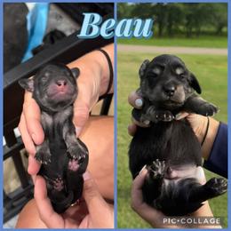 BEAU - Black and cream male Dachshund puppy in Sumner, Texas from CBL Doxies