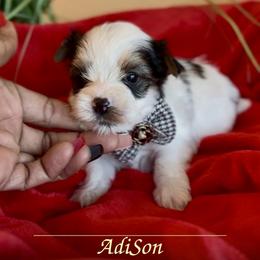 AdiSon - Parti male Yorkshire Terrier puppy in Prosper, Texas from DaintyDawlz