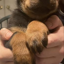 Rottweilers from D&K Rottweilers