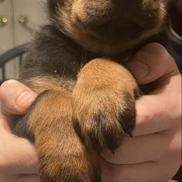 Rottweilers from D&K Rottweilers