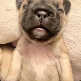 French Bulldog Puppies from White Hippo Frenchies
