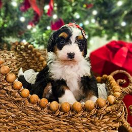 Gumdrop - Tri-color female Bernedoodle puppy in Russell Springs, Kentucky from 270 Doodles