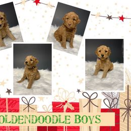 Bernedoodle and Goldendoodle Puppies from I Dream of Doodles