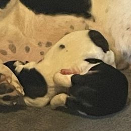 Basset Hound Puppies from Peach Blossom Bassets
