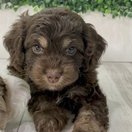 Cockapoo Puppies from Doodle Corner