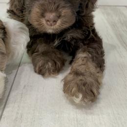 Cockapoo Puppies from Doodle Corner