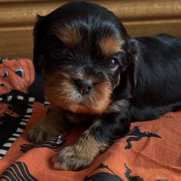 Cavalier King Charles Spaniel Puppies from Hickory House Cavaliers