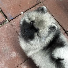 Keeshond Puppies from StarStruck Keeshonden