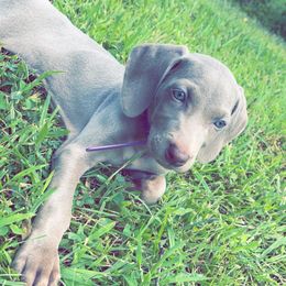 Weimaraner Puppies from North Georgia Weims