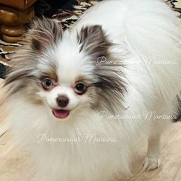 Sage - Pomeranian
