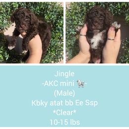 Jingle - Brown male Poodle puppy in Taylors, South Carolina from Sosebees toy & mini poodles