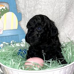 Girl 3 - Goldendoodle puppy in Miami Dade County, Florida from RoyalPaws_Miami