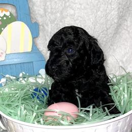 Girl 3 - Goldendoodle puppy in Miami Dade County, Florida from RoyalPaws_Miami