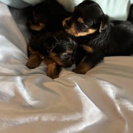 Morkie and Yorkshire Terrier Puppies from DEJAVU PUPS