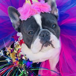 French Bulldog Puppies from NC French Kiss-A-Bulls