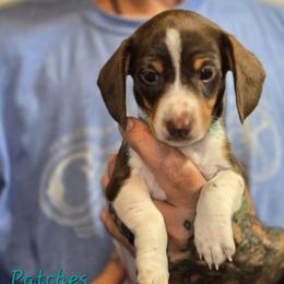 Patches - Piebald male Dachshund puppy in New Caney, Texas from BouncinMiniWeenies