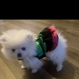 Pomeranian Puppies from Mikayla's Pomeranians